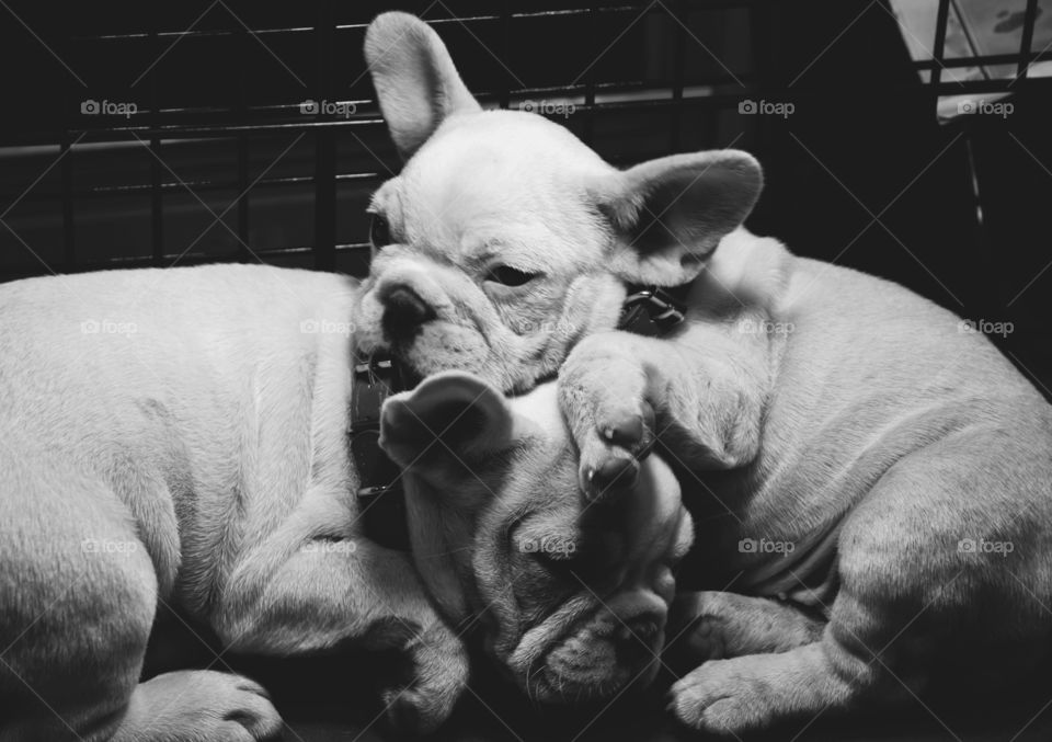 puppies in the cage. (French Bulldog)