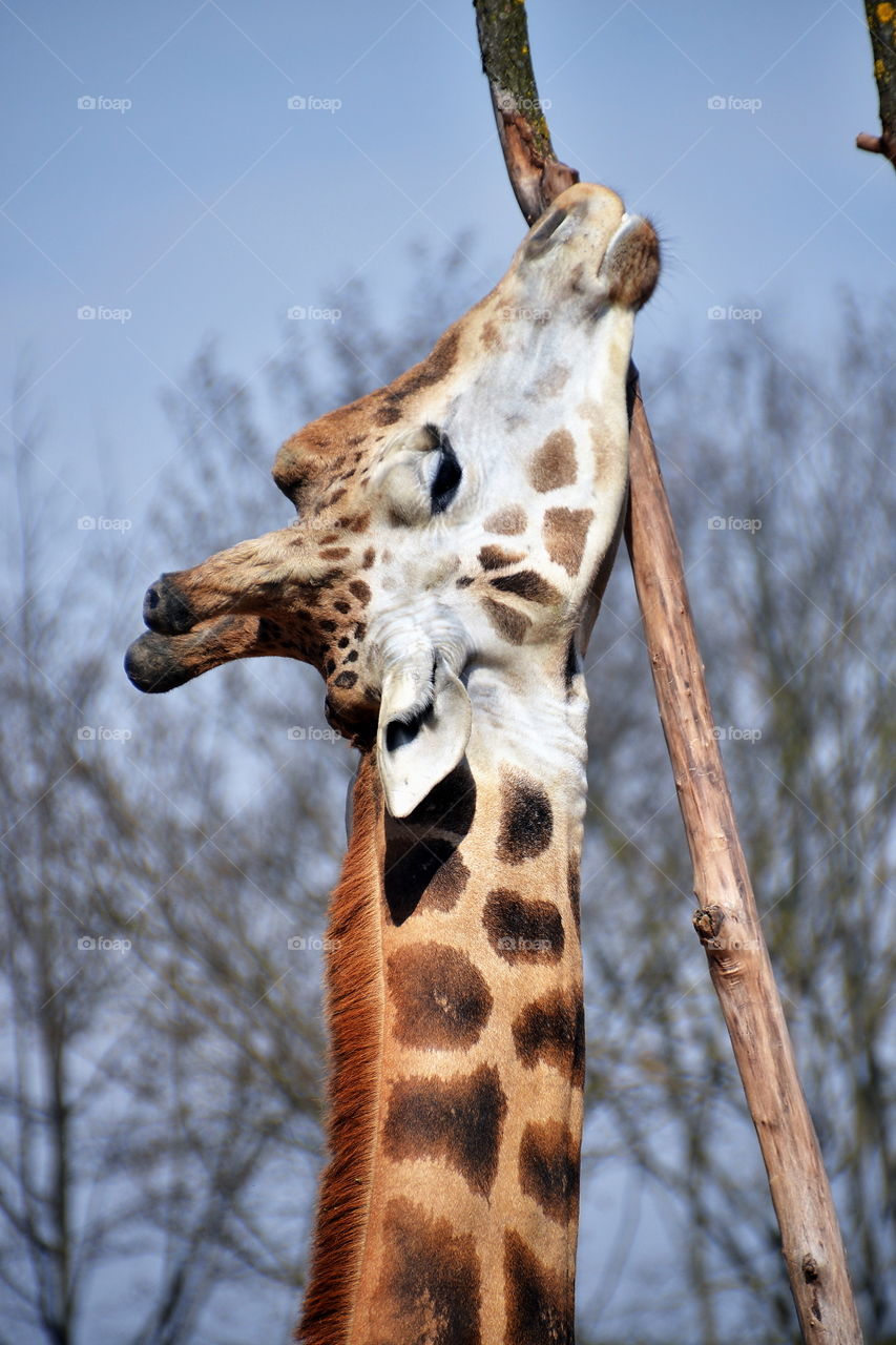 Close-up of giraffe