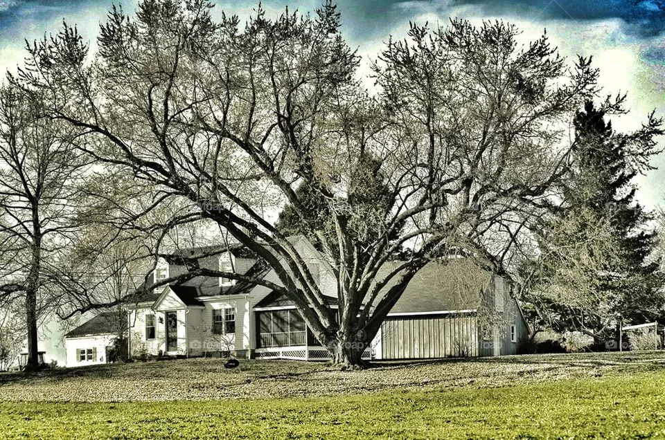 tree