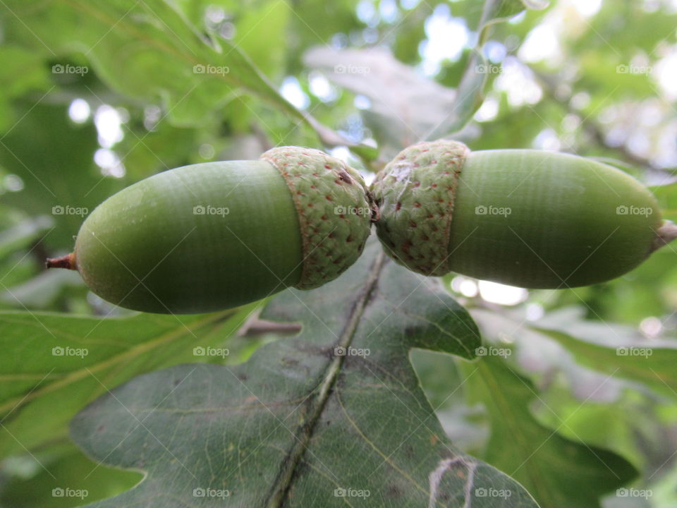 acorns oak