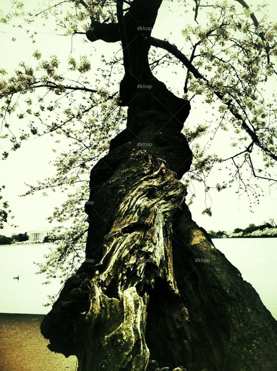 Old cherry tree on the tidal basin edited. 
