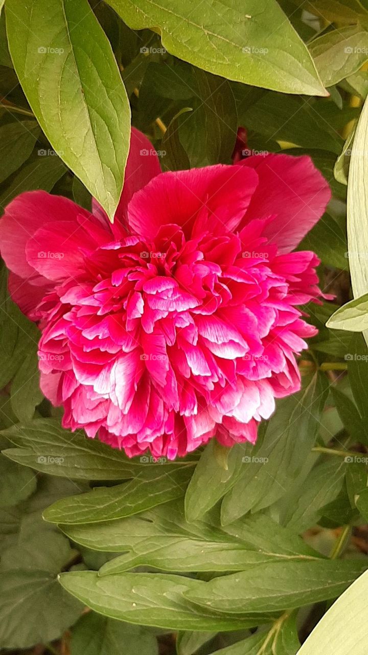 red peony flower