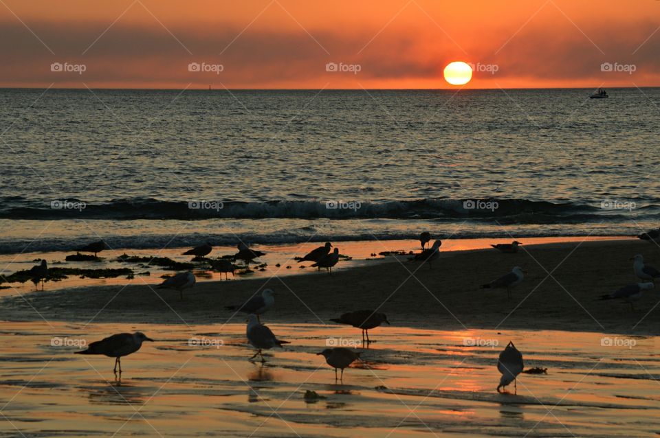 Seagulls feeding on the shore