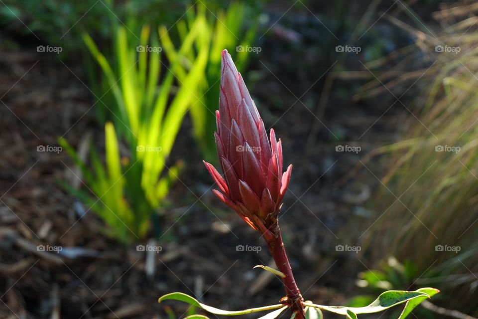 Budding red Sugarbush flower