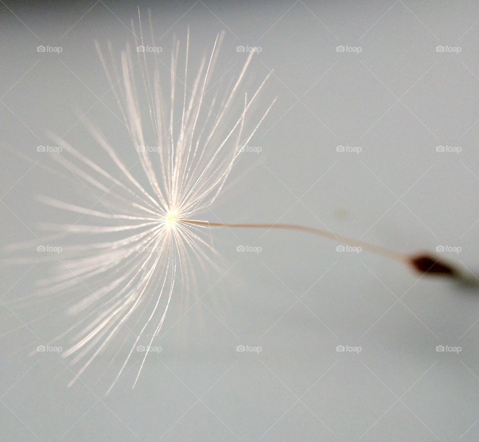 A little single dandelion seed up close ....