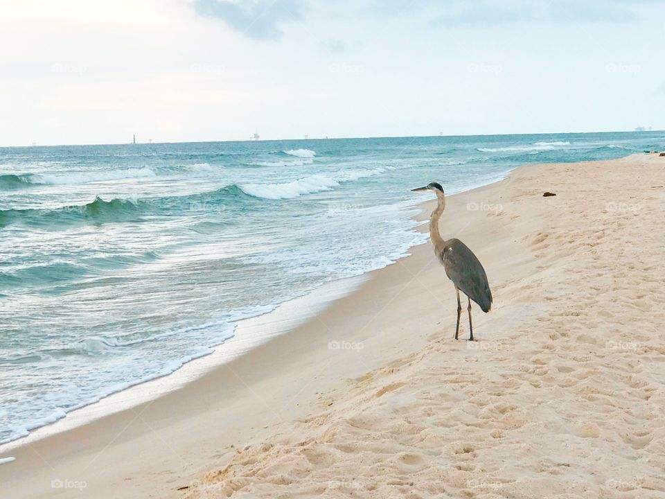 Heron on beach 