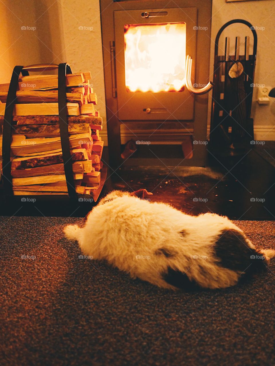 Dog on the floor by the fireplace 