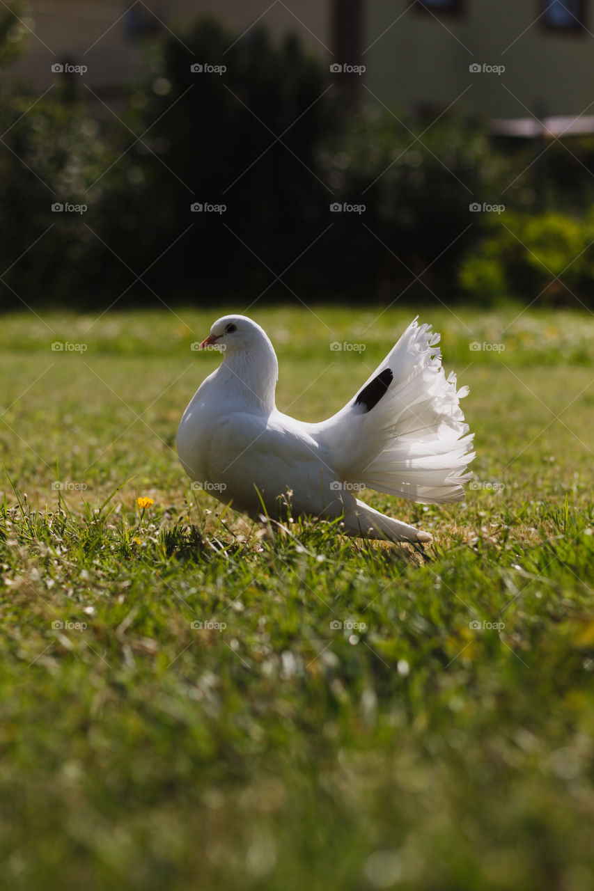 White dove is walking on the green grass under the summer sun 