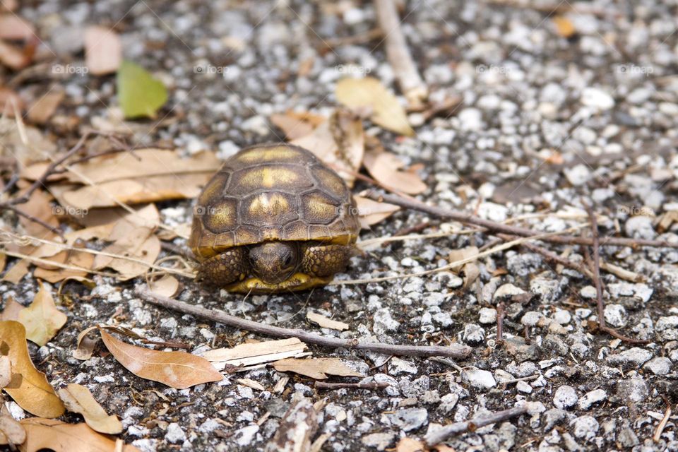 Florida turtle