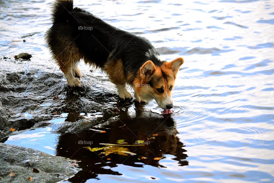 Dog drinking water