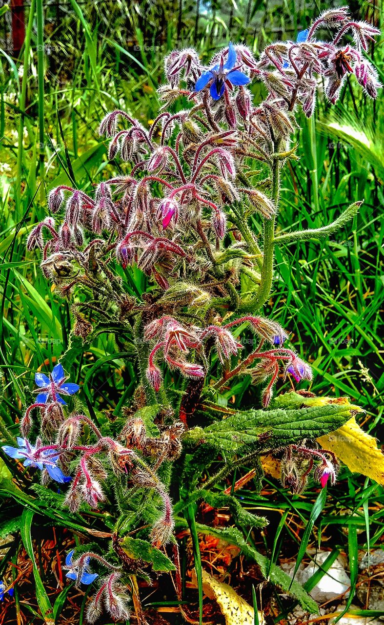 A wild flower grows among other flora in the countryside