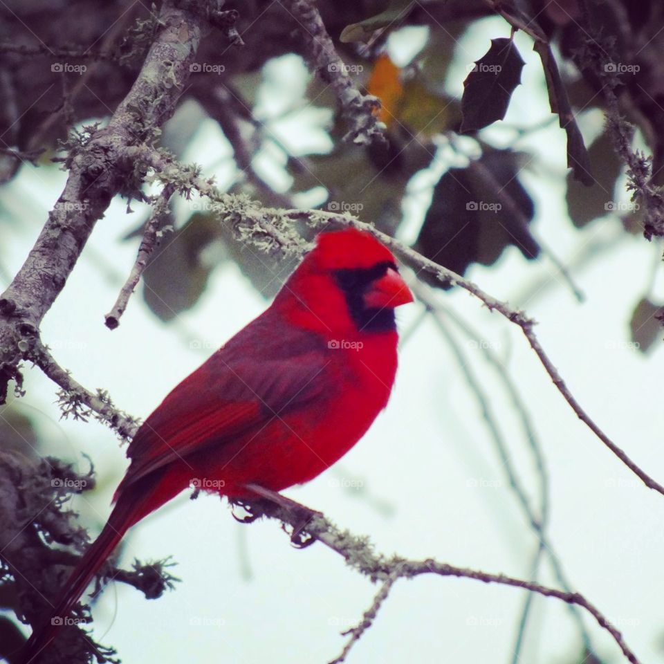 Cardinal...