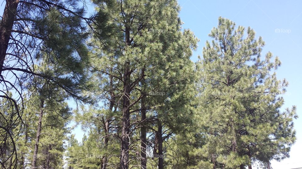 Southern Arizona forest
