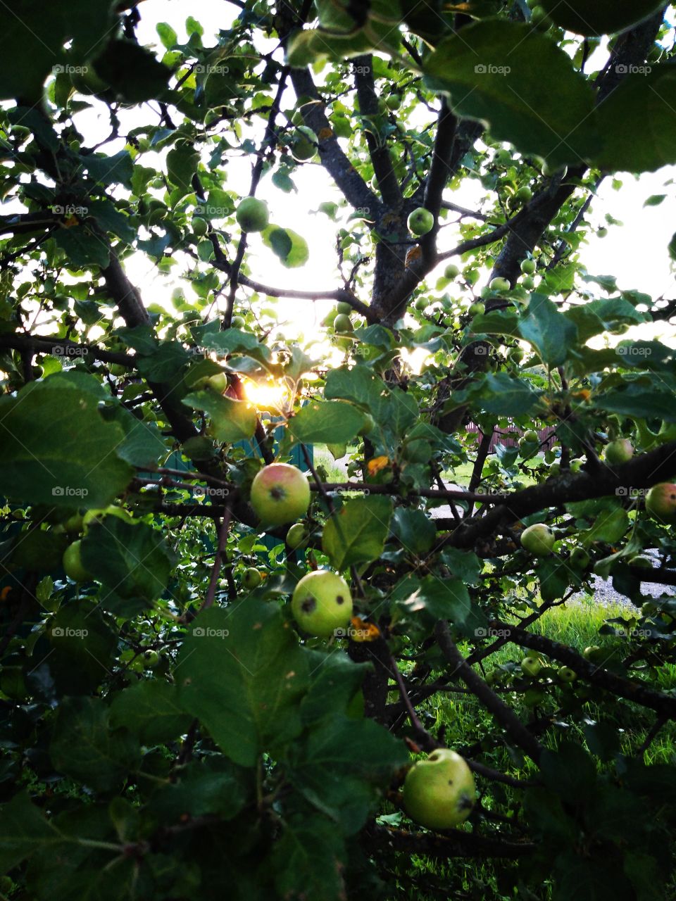 Яблоня и закат