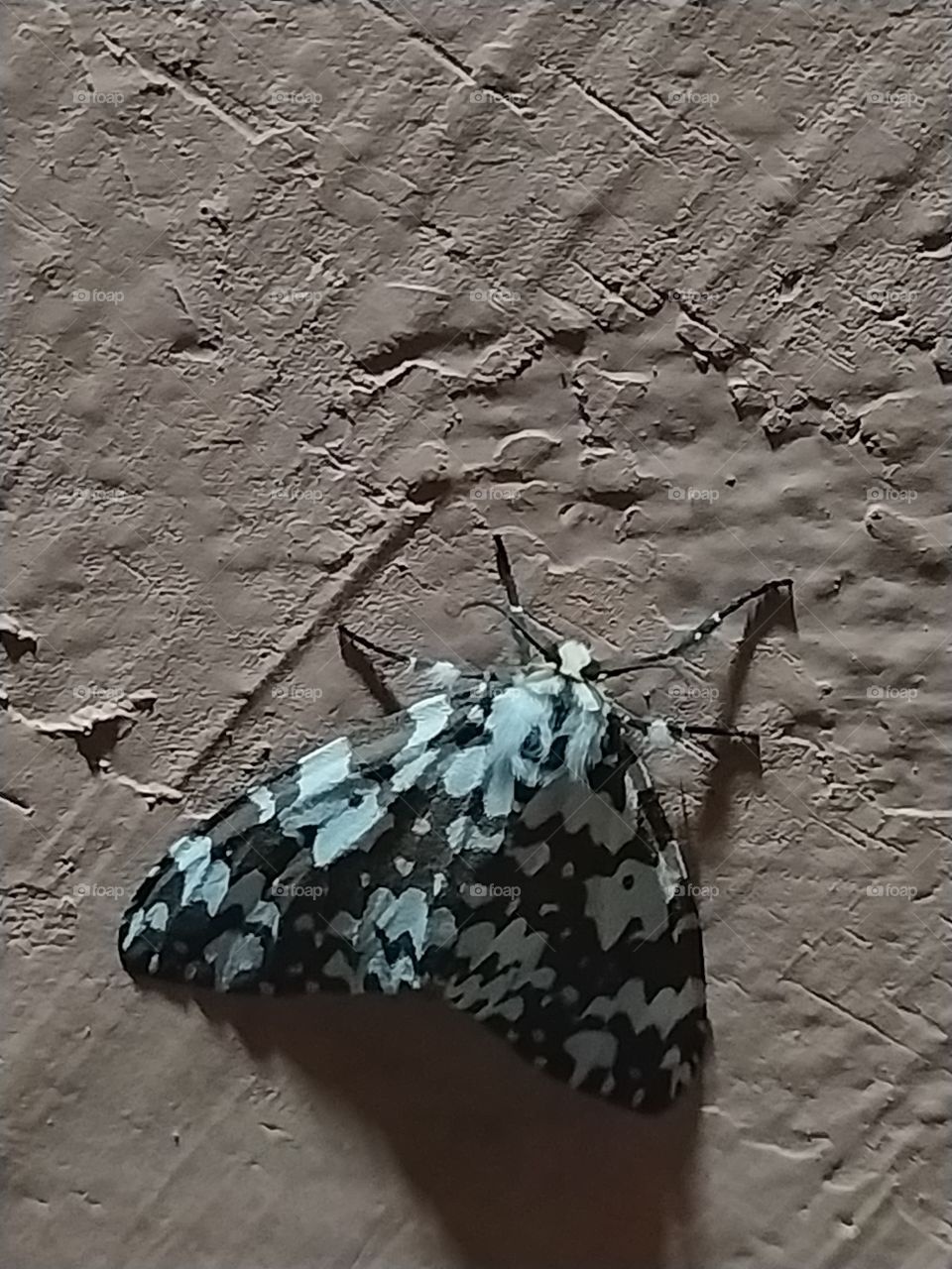 Moth is an insect which resembles a butterfly but is not a butterfly. It flies at night and is attracted towards light.