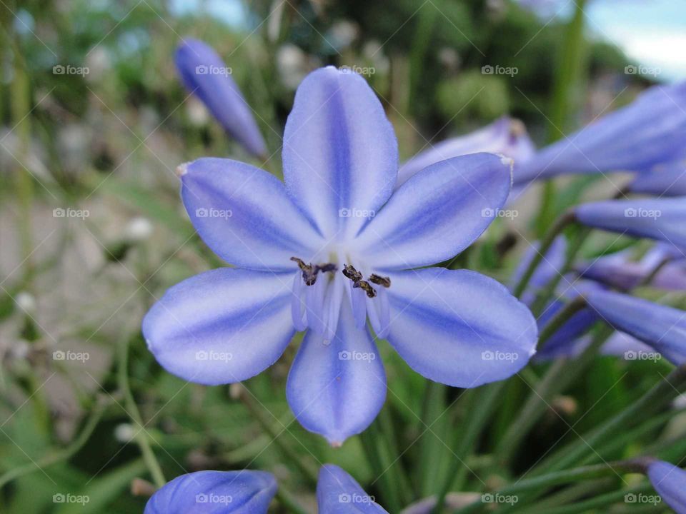 BLUE flower