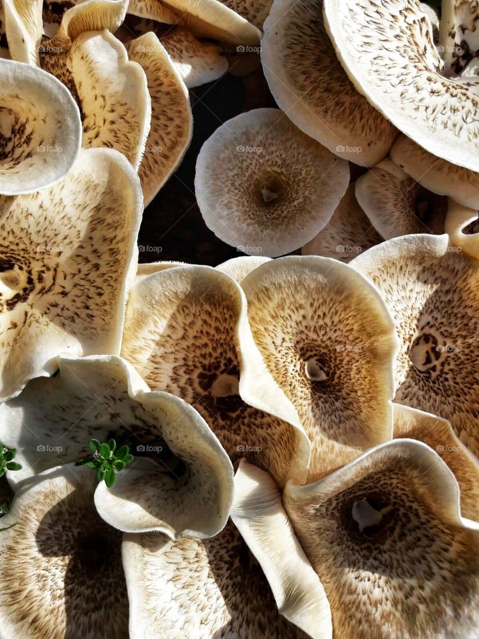 Those are some fairytale mushrooms, don't you think?