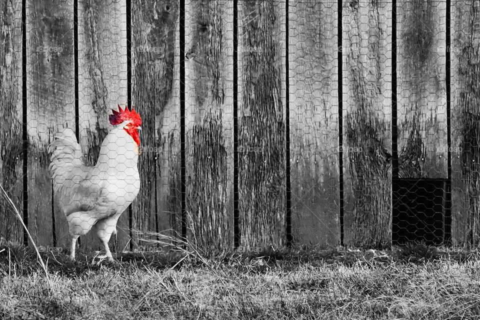 A rooster struts through the chicken coop on a rural farm in Mount Juliet, Tennessee 