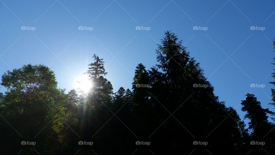 silhouette backlit conifer in blue sky