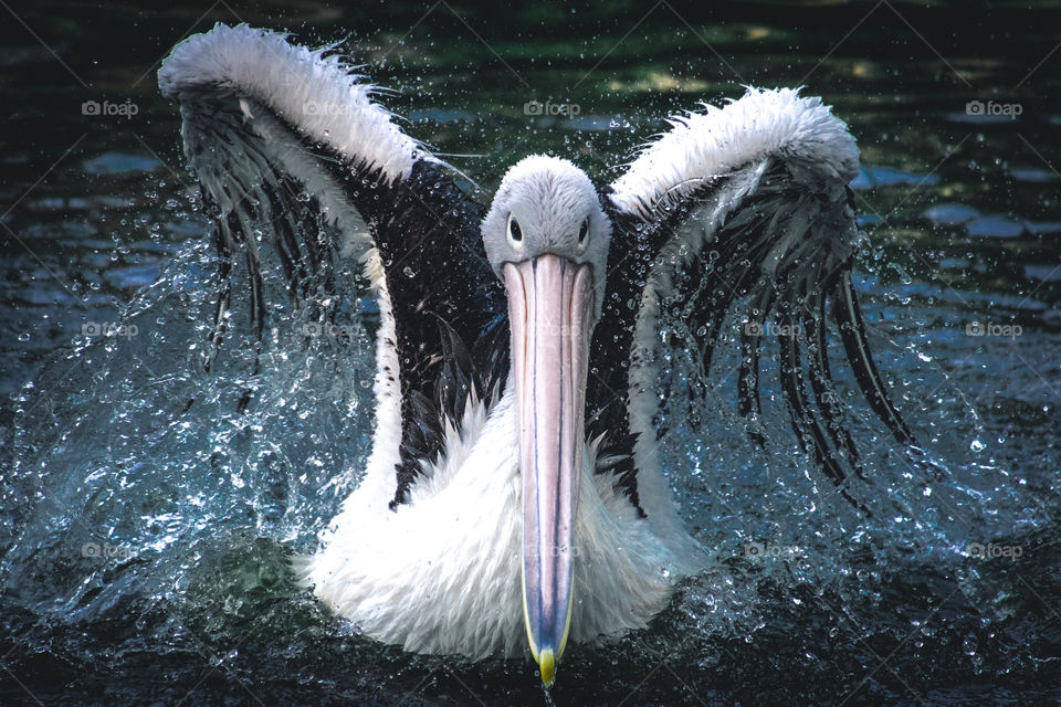 The beauty of a pelican flapping its wings on a pond, splashing water around it, a fresh morning time to get wet.