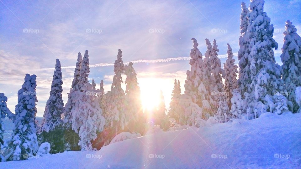 Snowy trees in forest