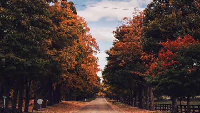 between tree - nature photo