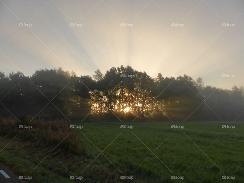 sunrays behind the forest