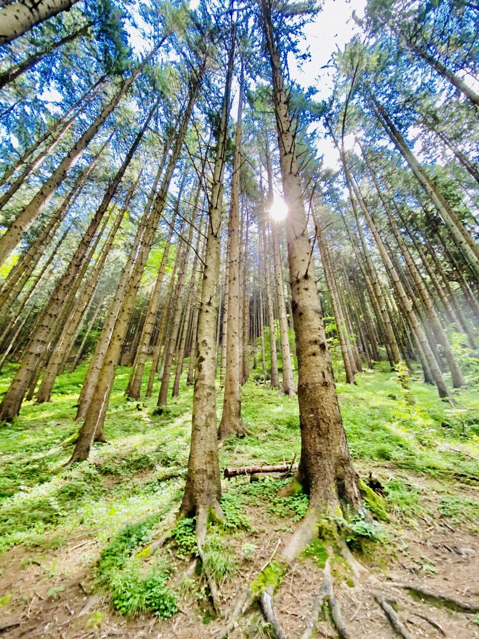 The sun among the trees