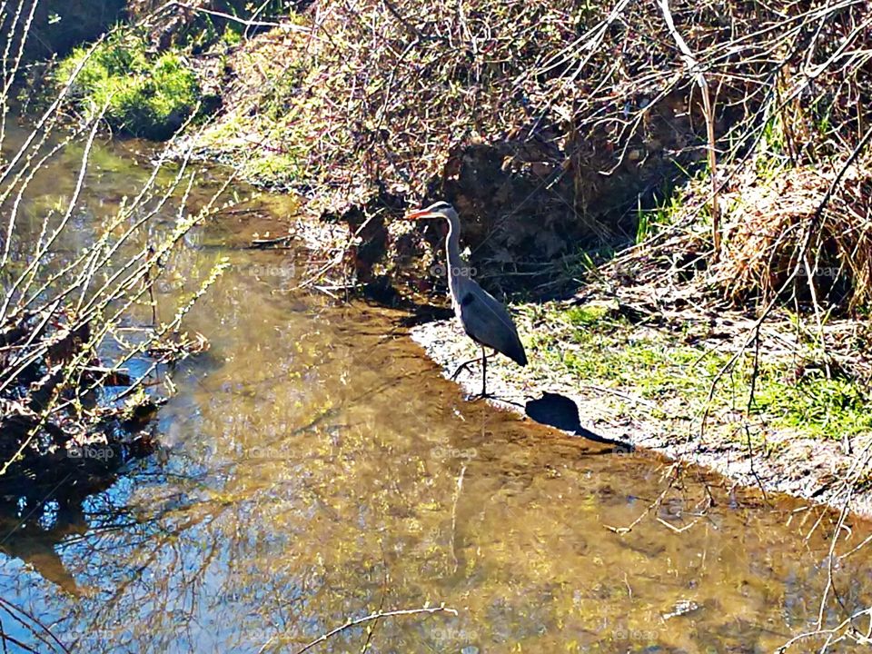 A great blue heron in Beaverton, OR.
