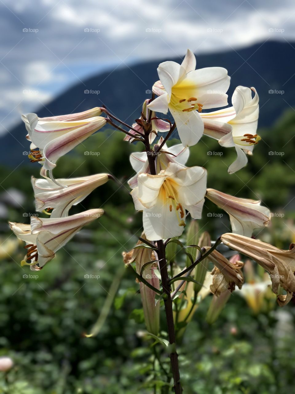 Lilies/ beautiful flowers/ Merano/ Italy 