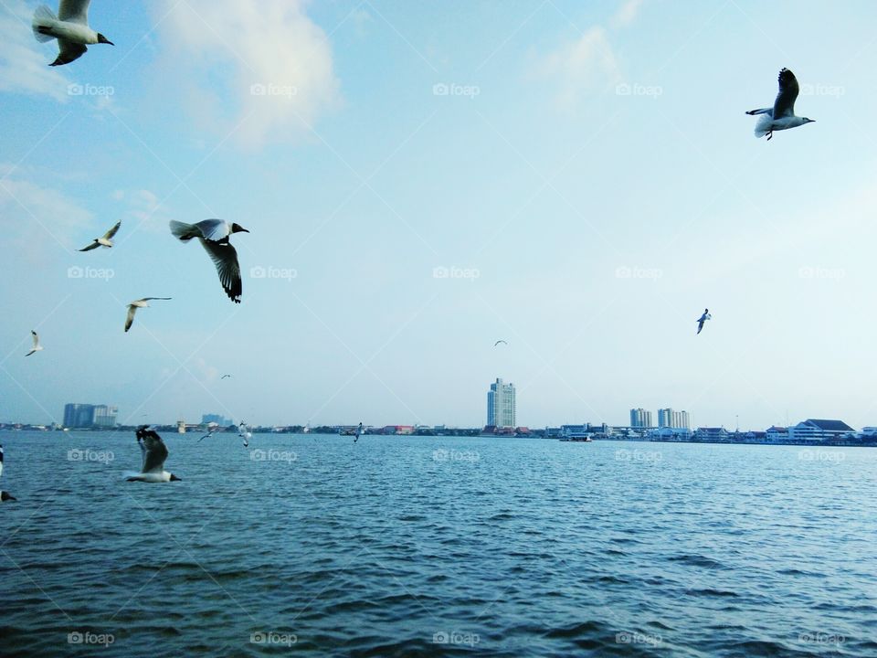 Seagulls flying over the sea