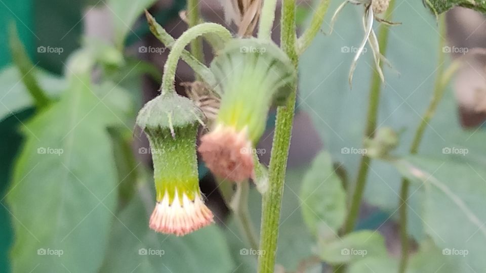 Closeup shot of Indian wild flowers