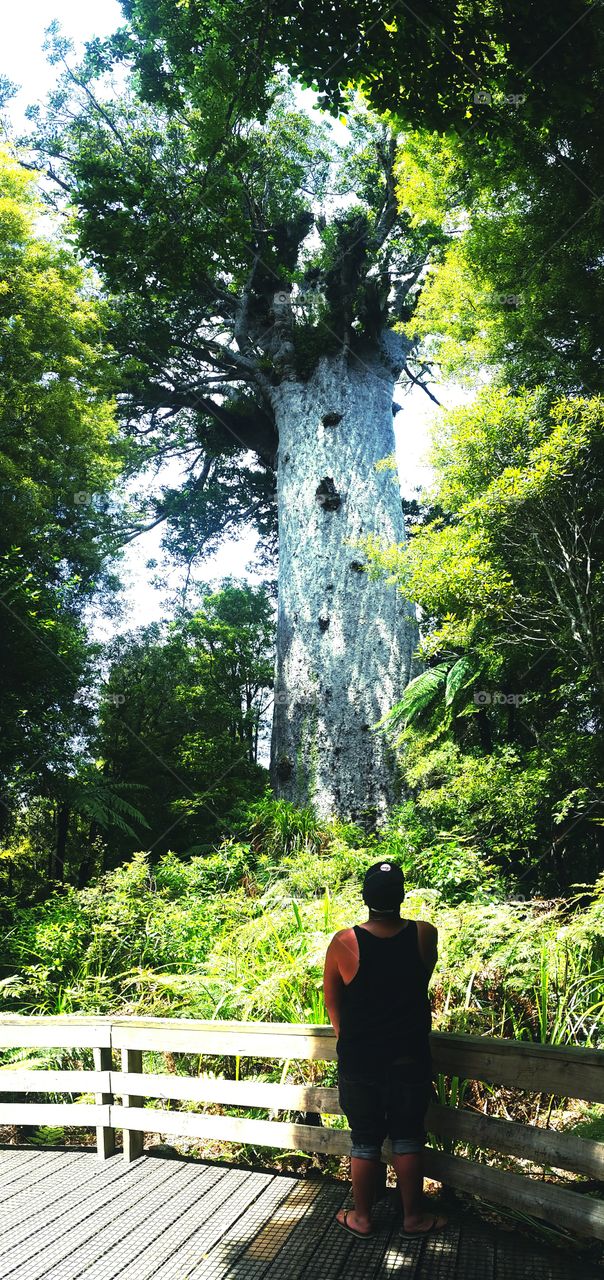 tanemahuta the maori god of the forest