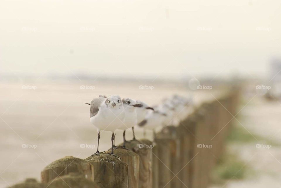 Line of gulls