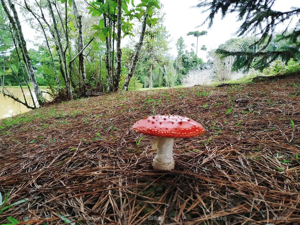 mushroom