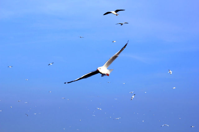 seagull