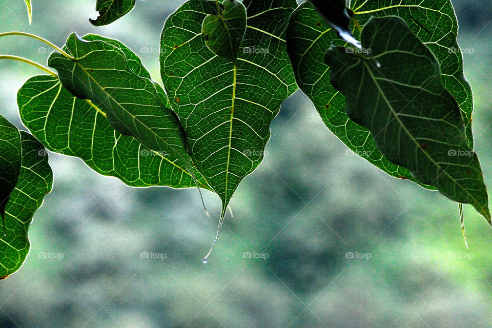 Leaves