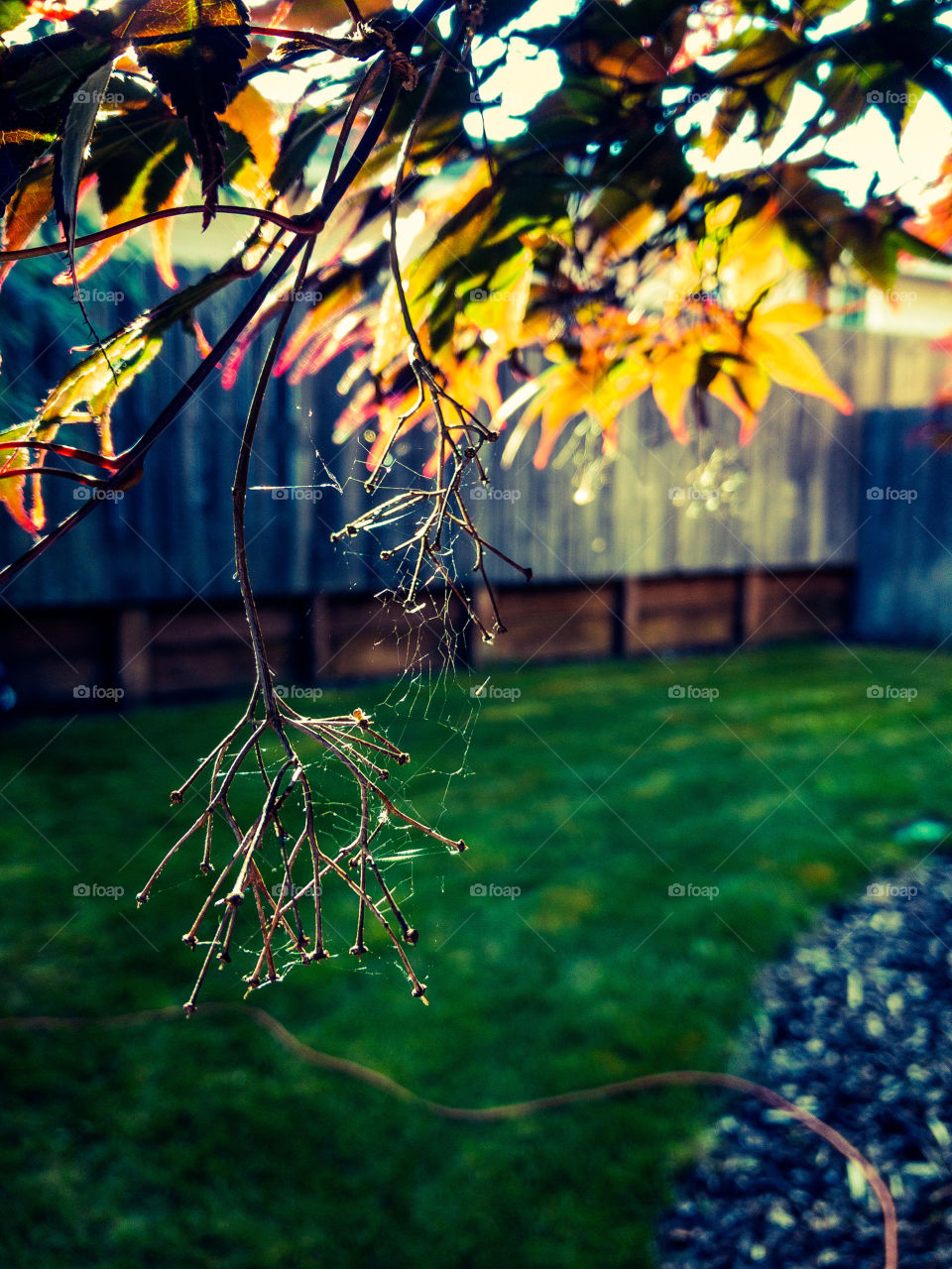 Tree Web
