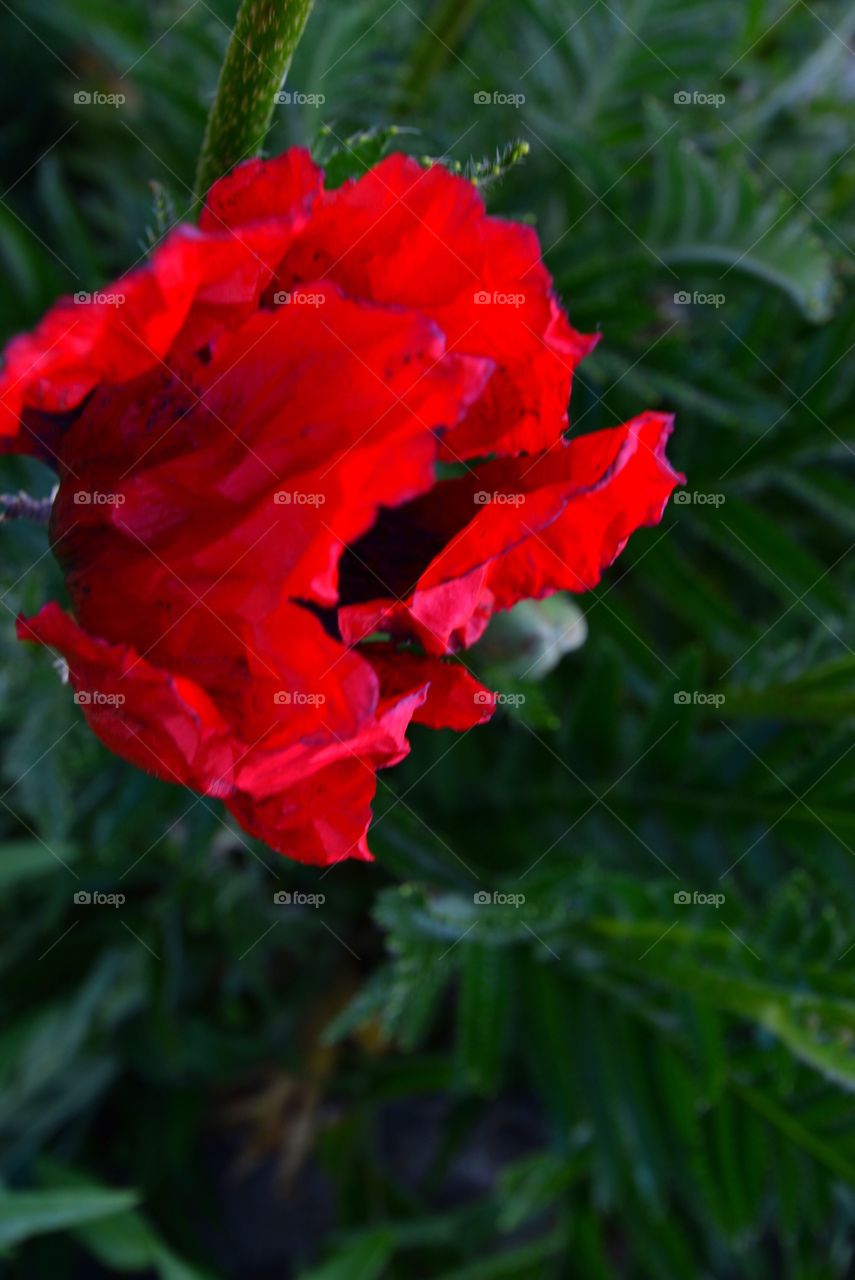 Hot red poppy flower