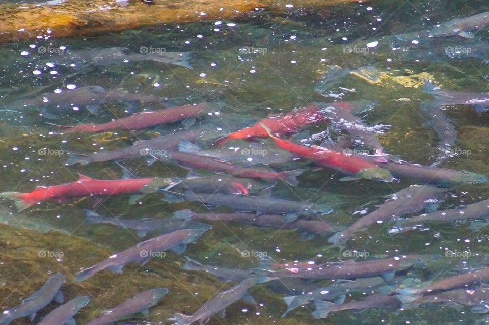 Salmon running on the Kenai