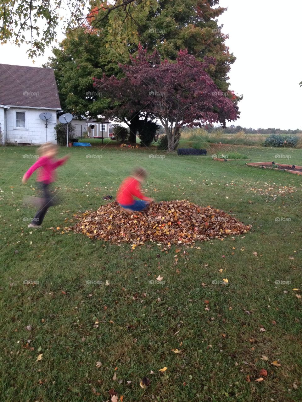 Leaf pile! . Jumping into a pile o leaves