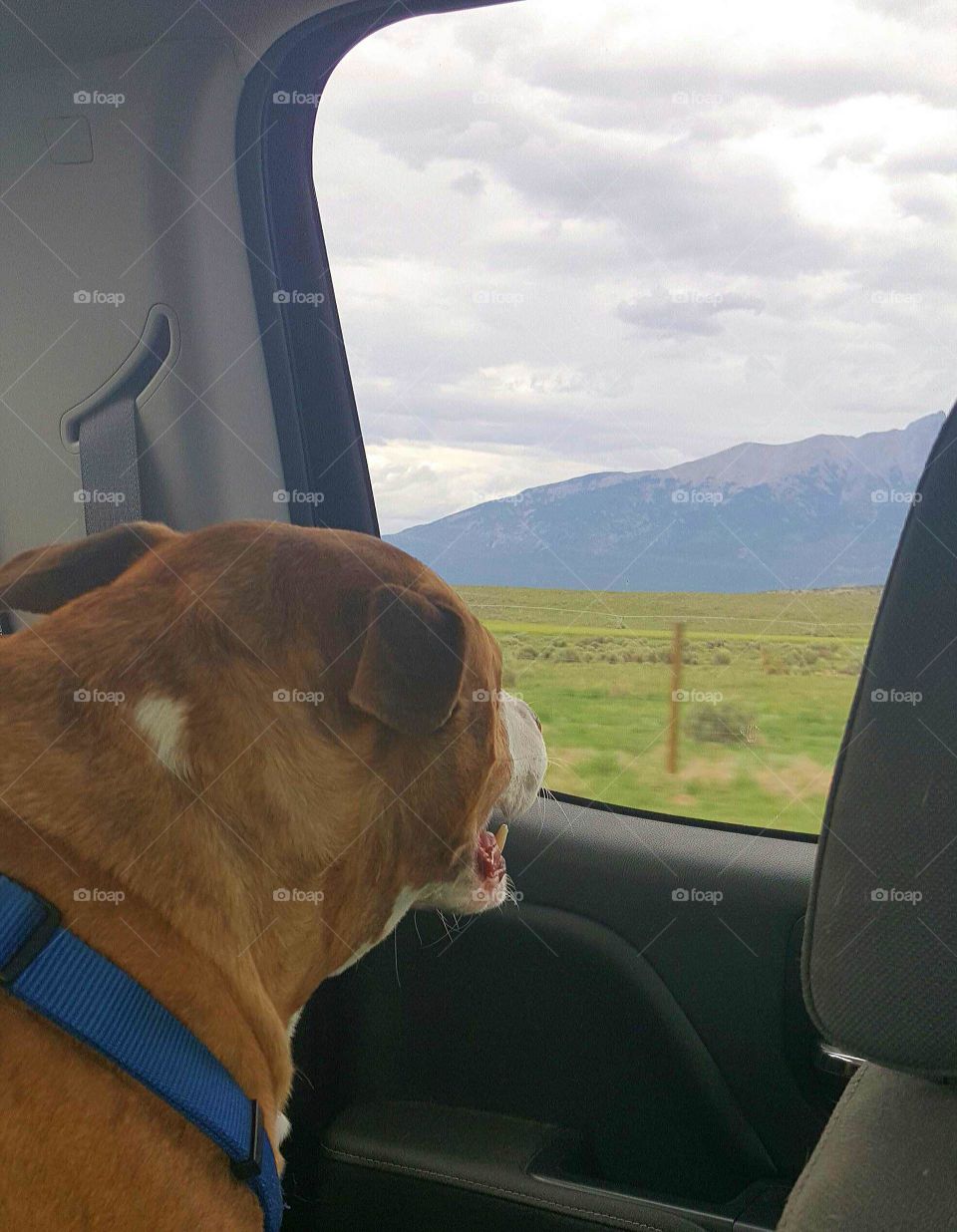 dog riding in truck looking out window at mountains