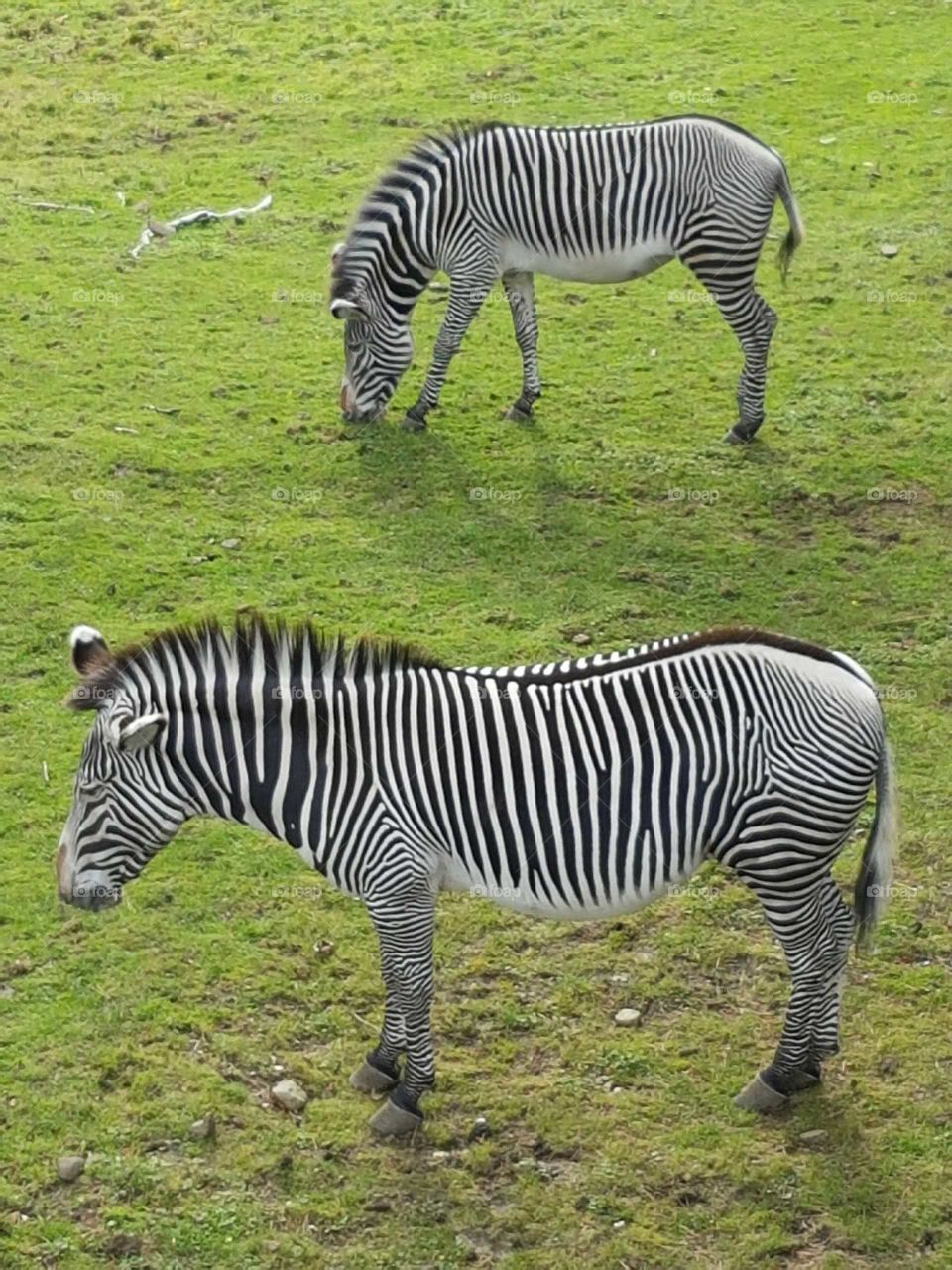 Zebra at Edinburgh Zoo