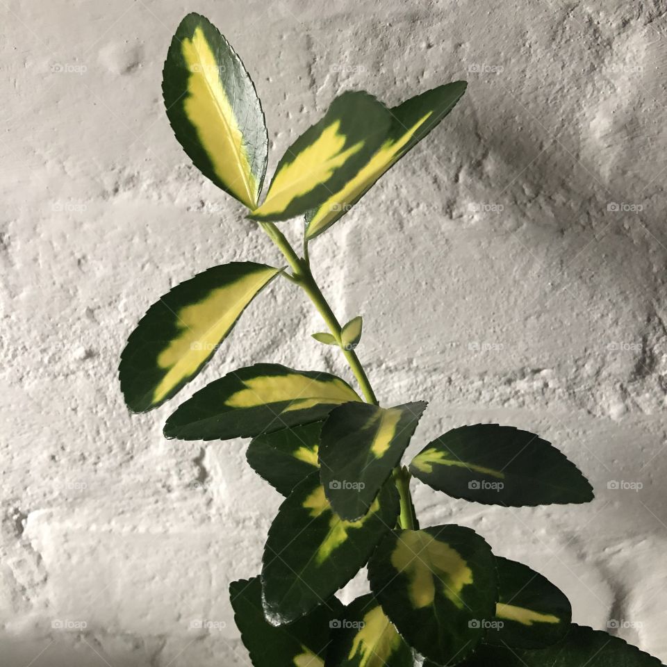 Small twig of ivy set against white brick wall