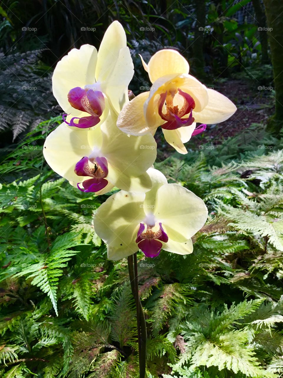 Orchids at Hawaii Tropical Botanical Garden