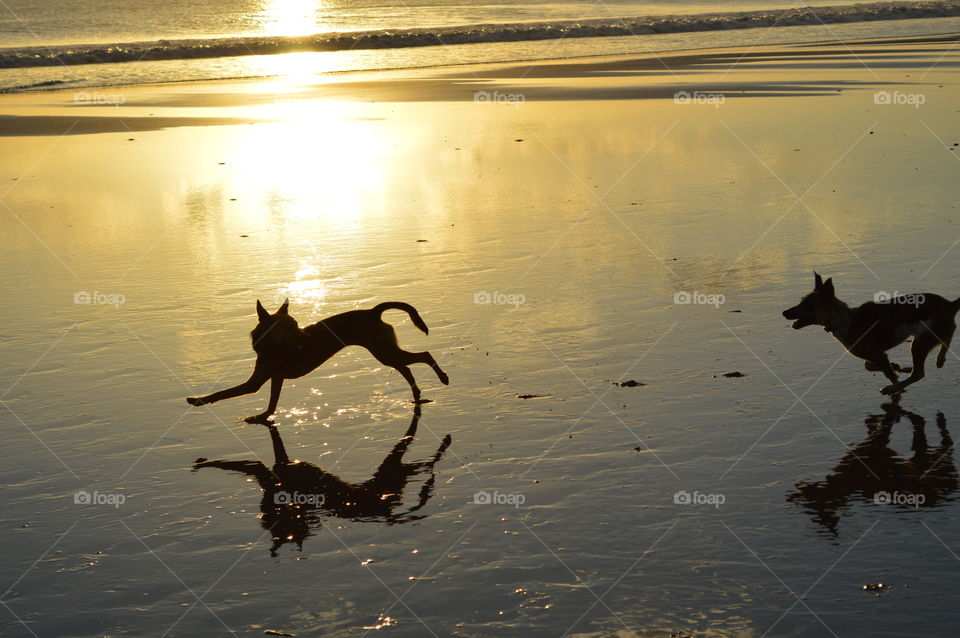 Rescue dogs frolic on the beach in Nicaragua 