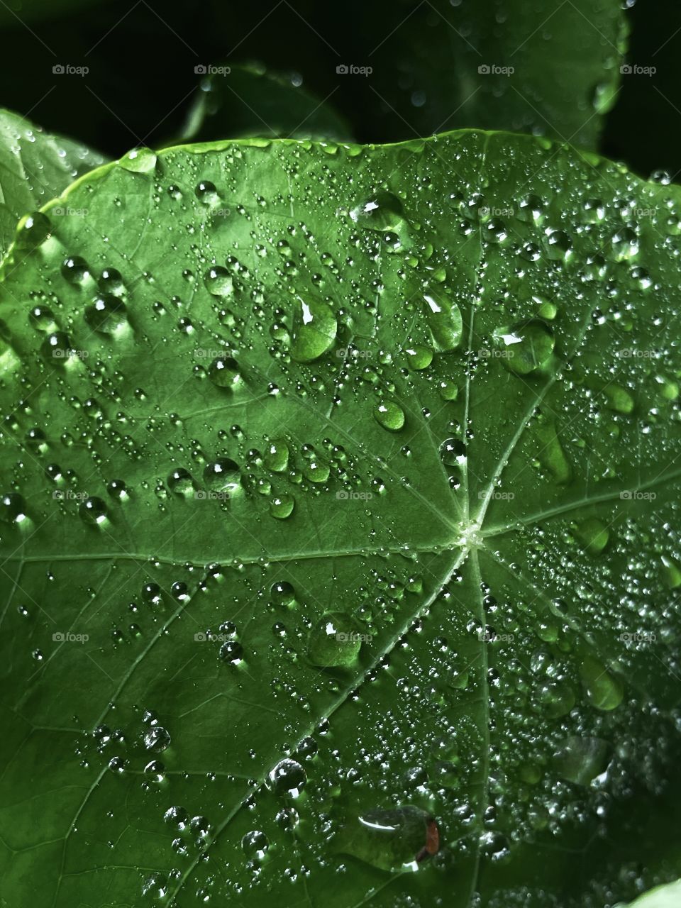 Droplets water drops rainfall leaf plant nature raindrops bubbles green downpour weather dewdrops