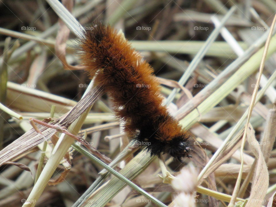 Wooley bear catapillar
