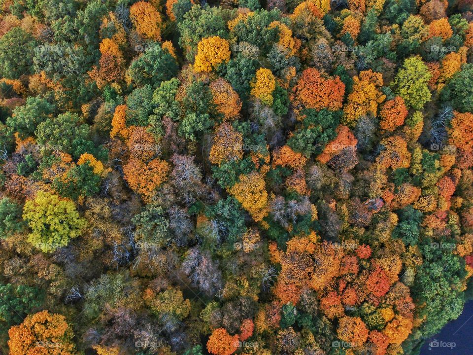 Colorful forest from above. The photo was taken with a drone.