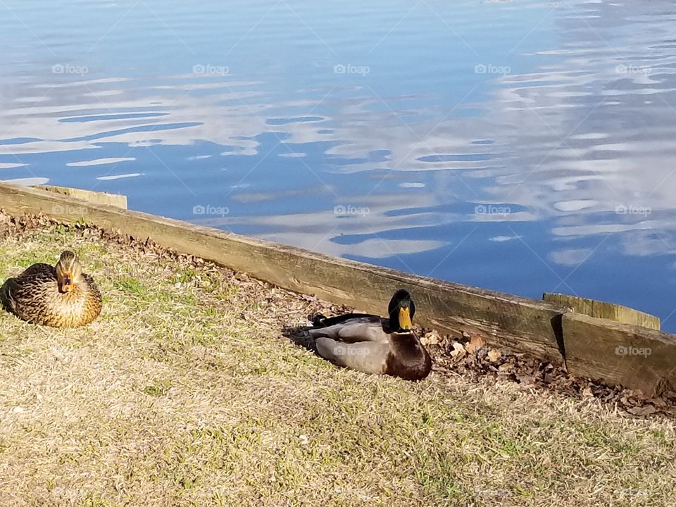 Ducks in line